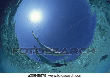 Pompano fish, fish-eye lens, Maldives View Large Photo Image Stock Photography - Pompano fish, fish-eye lens, Maldives. Fotosearch