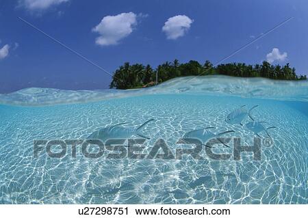 Pompano fish, Maldives View Large Photo Image Stock Image - Pompano fish, Maldives. Fotosearch