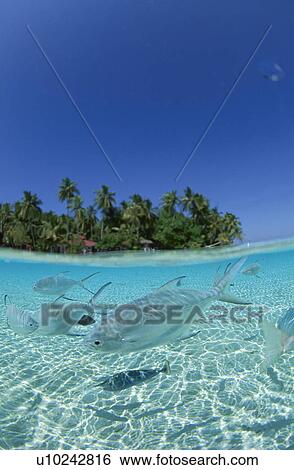 Pompano fish, Maldives View Large Photo Image Stock Photograph - Pompano fish, Maldives. Fotosearch