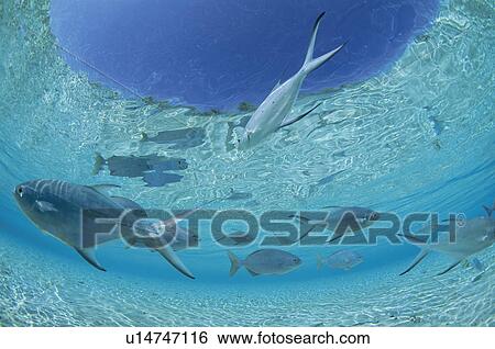 Stock Photograph - Pompano fish, Maldives. Fotosearch