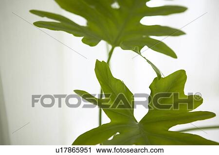 Stock Image - Potted plant by window, close up. Fotosearch