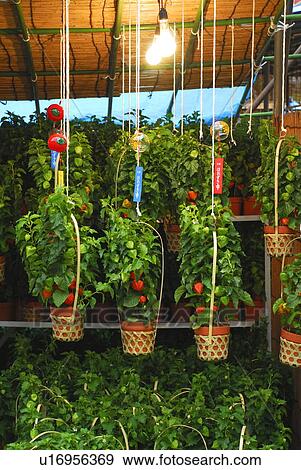 Stock Photo - Potted winter cherries, Tokyo prefecture, Japan. Fotosearch