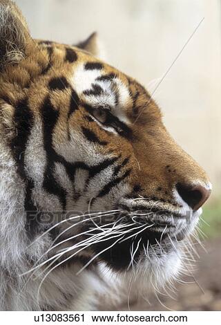 Profile of tiger View Large Photo Image Stock Image - Profile of tiger. Fotosearch
