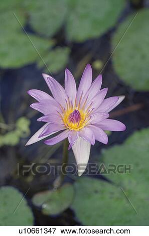 Stock Photo - Purple water lily, close up. Fotosearch