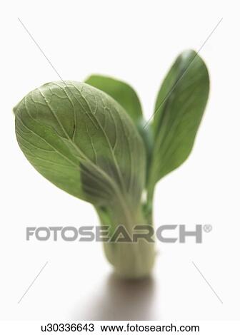 Stock Image - Qing-Geng-Cai. Fotosearch