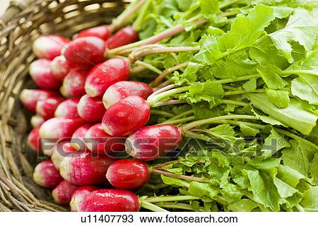 Radish in a basket View Large Photo Image Stock Image - Radish in a basket. Fotosearch