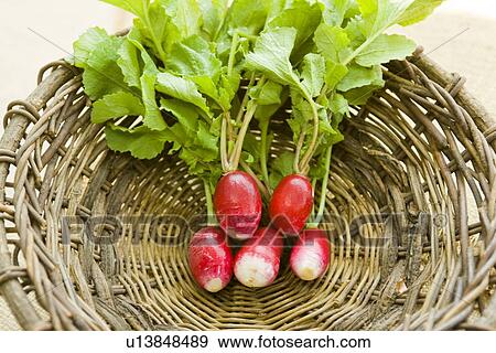 Radish in a basket View Large Photo Image Stock Photo - Radish in a basket. Fotosearch