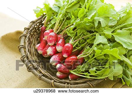 Stock Photo - Radish in a basket. Fotosearch