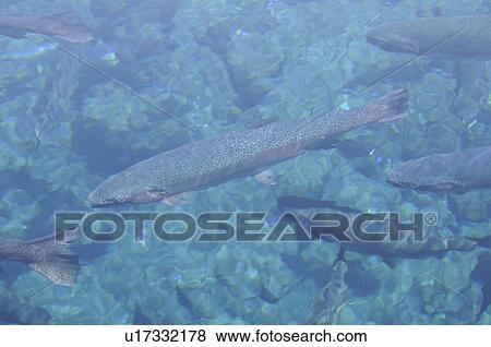 Stock Photo - Rainbow trout swimming, Yamanashi Prefecture, Honshu, Japan. Fotosearch