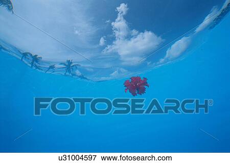 Stock Photo - Red hibiscus floating on water, Okinawa Prefecture, Japan. Fotosearch