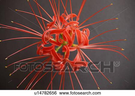 Stock Photograph - Red spider lily. Fotosearch
