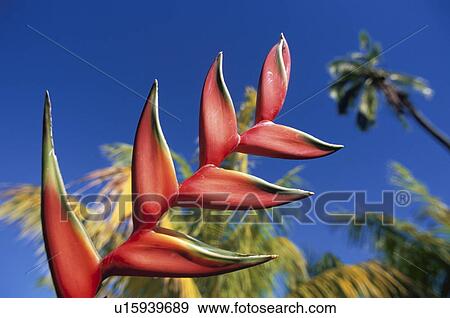 Red Tahitian Flower and Blue Sky View Large Photo Image Stock Photo - Red Tahitian Flower and Blue Sky. Fotosearch