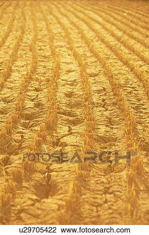 Rice Field After Harvest View Large Photo Image Stock Image - Rice Field After Harvest. Fotosearch