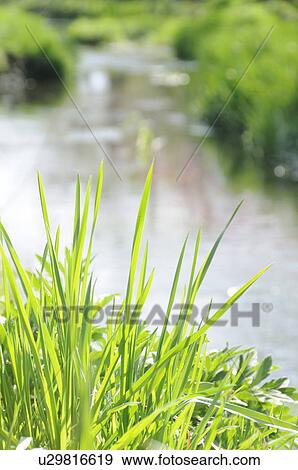Stock Photo - River and grass, Yamanashi Prefecture, Honshu, Japan. Fotosearch