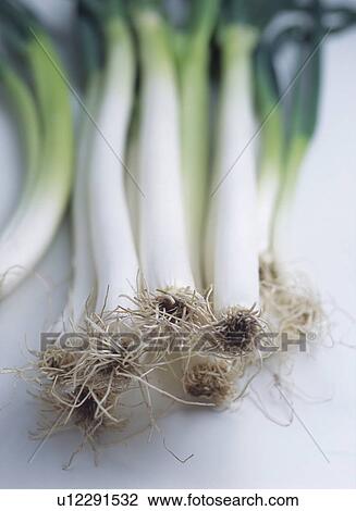 Roots of Japanese Leek View Large Photo Image Stock Image - Roots of Japanese Leek. Fotosearch