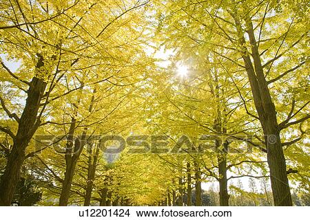 Rows of ginkgo trees, Tama city, Tokyo prefecture, Japan View Large Photo Image Picture - Rows of ginkgo trees, Tama city, Tokyo prefecture, Japan. Fotosearch
