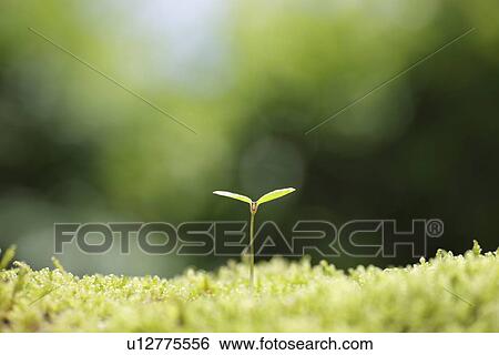 Stock Photograph - Sapling. Fotosearch
