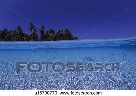 Stock Image - School of fish swimming in clear water, Maldives. Fotosearch