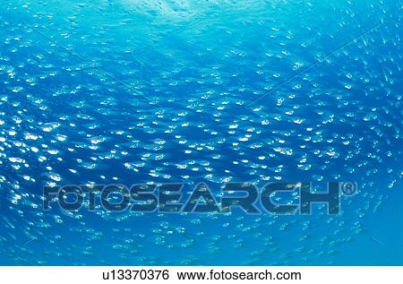 Stock Photograph - School of small fishes underwater, Hawaii Islands, USA. Fotosearch