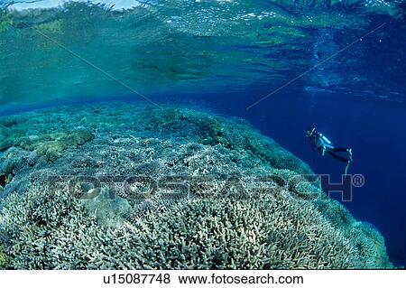 Stock Photo - Scuba diver underwater, Bali, Indonesia. Fotosearch