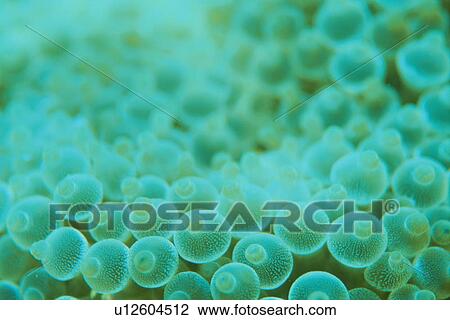 Stock Image - Sea Anemone. Fotosearch
