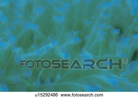 Sea Anemone View Large Photo Image Stock Photograph - Sea Anemone. Fotosearch
