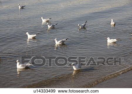 Stock Photo - Seagull floating on water. Fotosearch
