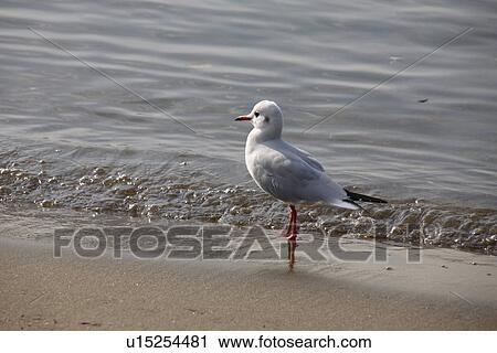 Stock Image - Seagull on beach, Tokyo Prefecture, Honshu, Japan. Fotosearch