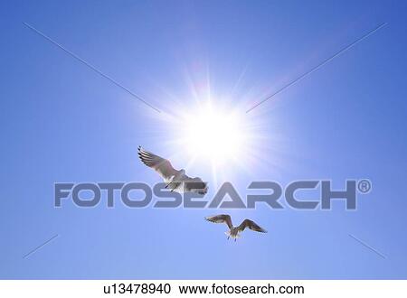 Seagulls flying in the sky, Tokyo Prefecture, Honshu, Japan View Large Photo Image Stock Image - Seagulls flying in the sky, Tokyo Prefecture, Honshu, Japan. Fotosearch