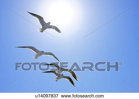 Stock Photo - Seagulls flying in the sky, Tokyo Prefecture, Honshu, Japan. Fotosearch