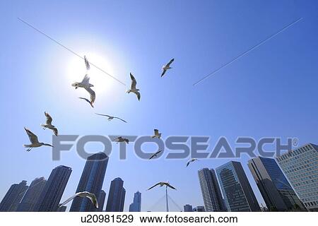 Seagulls flying in the sky, Tokyo Prefecture, Honshu, Japan View Large Photo Image Stock Photo - Seagulls flying in the sky, Tokyo Prefecture, Honshu, Japan. Fotosearch