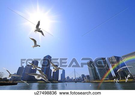 Stock Photograph - Seagulls flying in the sky, Tokyo Prefecture, Honshu, Japan. Fotosearch