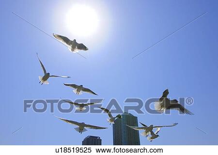 Seagulls flying in the sky, Tokyo Prefecture, Honshu, Japan View Large Photo Image Stock Photography - Seagulls flying in the sky, Tokyo Prefecture, Honshu, Japan. Fotosearch