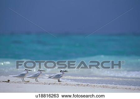 Seagulls resting on the beach, Maldives View Large Photo Image Stock Image - Seagulls resting on the beach, Maldives. Fotosearch