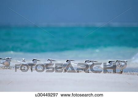 Stock Photo - Seagulls resting on the beach, Maldives. Fotosearch