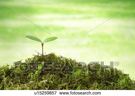 Stock Photo - Seedling, close up, computer graphic. Fotosearch