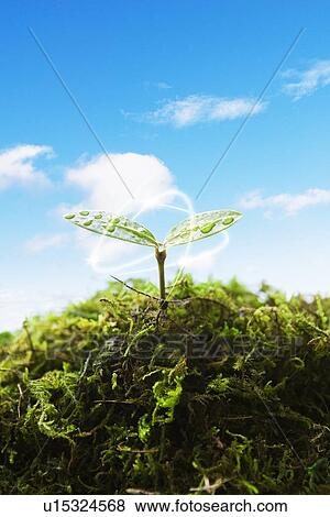 Stock Photo - Seedling, close up, computer graphic. Fotosearch