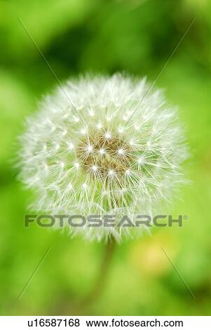 Seeds of dandelion, close up, differential focus, Kamakura city, Kanagawa prefecture, Japan View Large Photo Image Stock Photo - Seeds of dandelion, close up, differential focus, Kamakura city, Kanagawa prefecture, Japan. Fotosearch