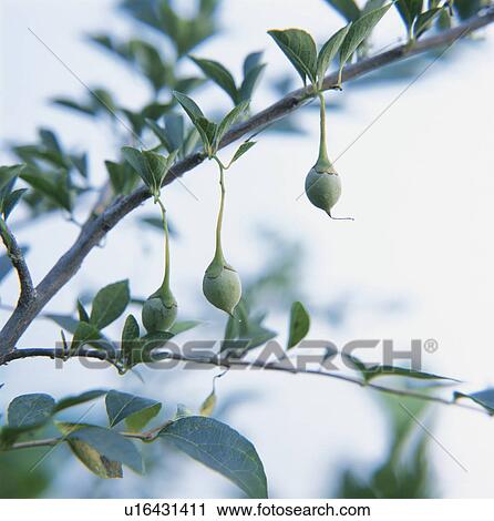 Stock Image - Seeds of Japanese snowbell (Styrax japonica), Gunma Prefecture, Honshu, Japan. Fotosearch
