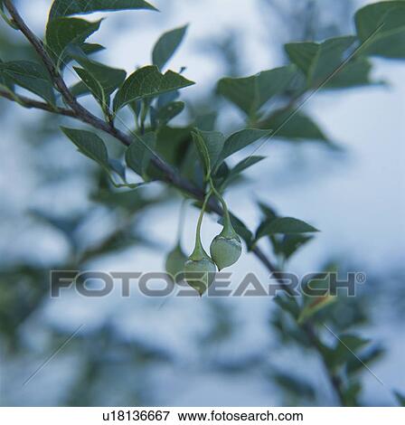 Seeds of Japanese snowbell (Styrax japonica), Gunma Prefecture, Honshu, Japan View Large Photo Image Stock Photo - Seeds of Japanese snowbell (Styrax japonica), Gunma Prefecture, Honshu, Japan. Fotosearch