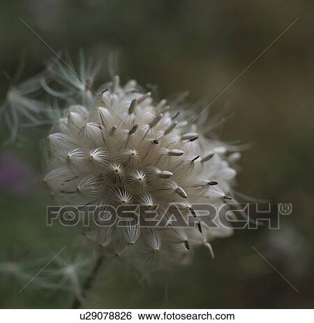 Stock Photograph - Seeds of thistle, close up, differential focus, Tokyo prefecture, Japan. Fotosearch