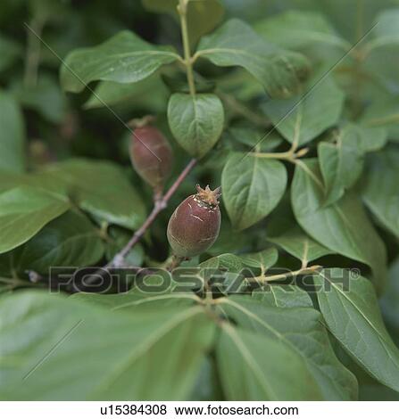 Stock Photo - Seeds of Wintersweet (Chimonanthus praecox). Fotosearch