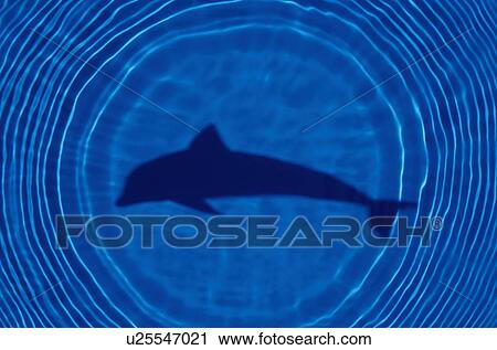 Stock Image - Shadow of a dolphin and rippled water. Fotosearch