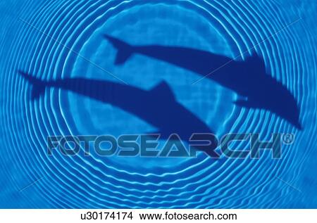 Picture - Shadow of two dolphins and rippled water. Fotosearch