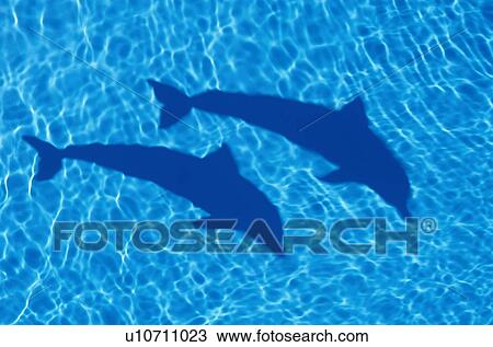 Shadow of two dolphins and rippled water View Large Photo Image Stock Image - Shadow of two dolphins and rippled water. Fotosearch