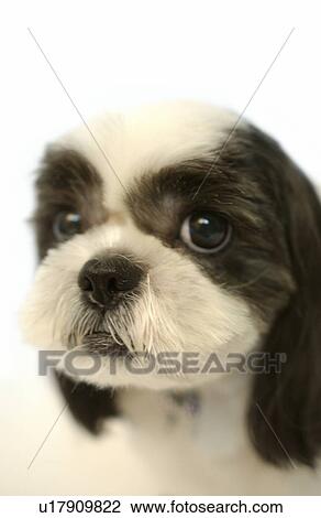 Stock Image - Shih Tzu Dog. Fotosearch