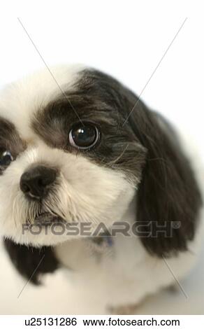 Stock Photograph - Shih Tzu Dog. Fotosearch