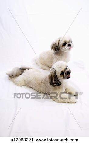 Shih Tzu dogs View Large Photo Image Stock Image - Shih Tzu dogs. Fotosearch
