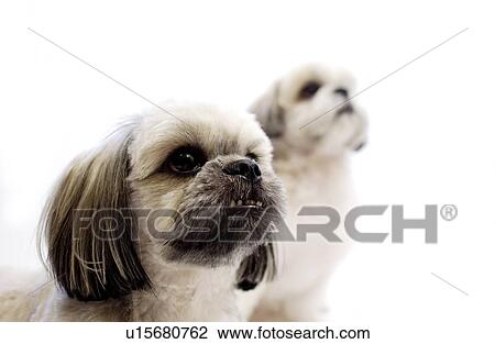 Stock Image - Shih Tzu dogs. Fotosearch