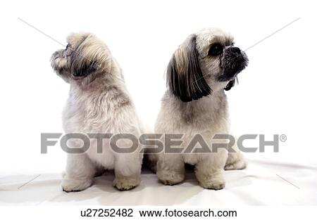 Stock Image - Shih Tzu dogs. Fotosearch